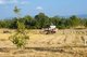 Thailand: Using a combine harvester to bring in the rice crop, Loei Province