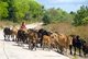 Thailand: Cow herd, Ko Sukorn, Trang Province