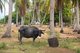 Thailand: Buffalo in coconut palm grove, Ko Sukorn, Trang Province