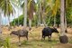 Thailand: Buffaloes in coconut palm grove, Ko Sukorn, Trang Province